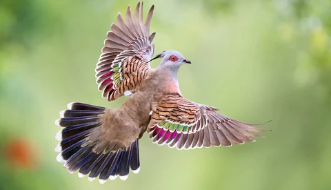 A dove in flight with wings spread, displaying vibrant purple, blue, and green iridescent feathers against a soft green background.