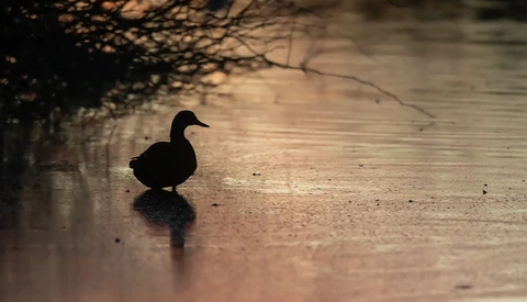 Silhouetted duck on shallow water with bare branches overhead creating dappled shadows.