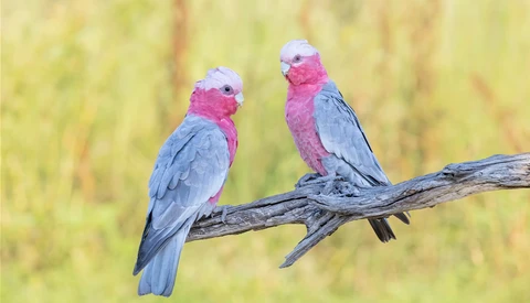 Two colorful parrots perched together on a weathered branch against a soft, blurred green background.