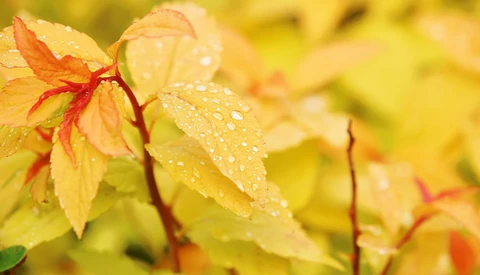 Yellow and orange autumn leaves covered in water droplets after rain.