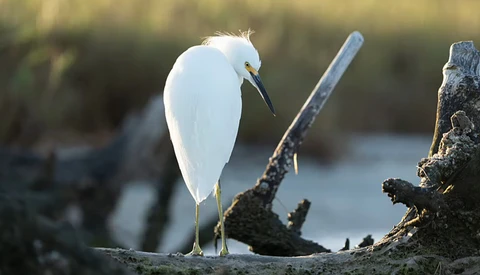 White egret perched on weathered driftwood beside calm water, head lowered in contemplative pose.