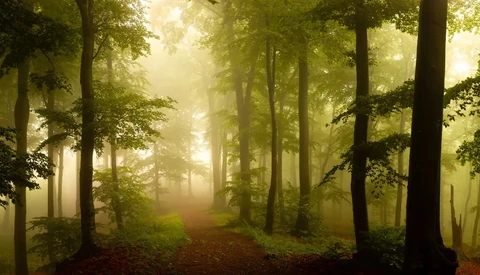 Misty forest path lined with tall trees and dappled golden sunlight filtering through the canopy.