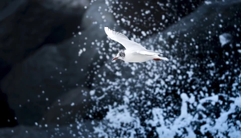 White gull in flight against dark stormy sky with water spray and particles.