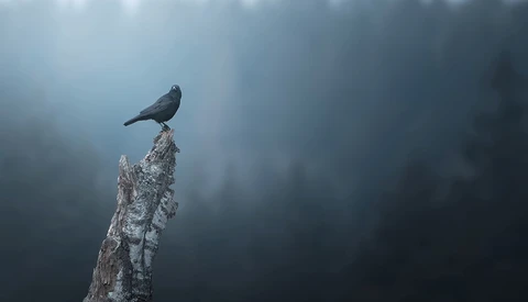 Dark bird perched atop a weathered, lichen-covered wooden post in fog.