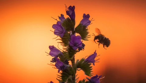 Bee in flight approaching purple flowers silhouetted against warm orange sunset sky.