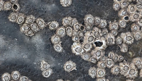 Clusters of acorn barnacles densely attached to a dark rocky surface with exposed sea water.