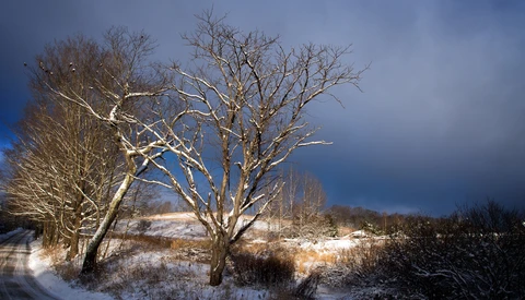 Bare trees casting long shadows across snow-covered hillside under dramatic blue sky.