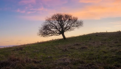Solitary bare tree silhouetted against a golden sunset sky on a sloping hillside.