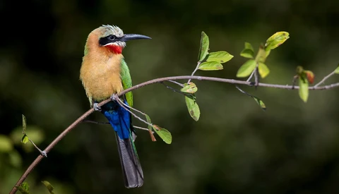 Colorful bee-eater perched on a thin branch with green leaves, displaying vibrant plumage of warm tan, blue, and red markings.