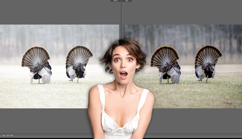 Woman in white dress with surprised expression composited in front of five wild turkeys displaying their tail feathers.