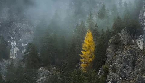 A golden larch tree stands out among dark green conifers in a misty mountain valley surrounded by granite cliffs.