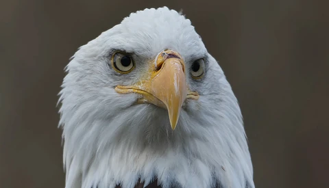 Close-up portrait of a bald eagle facing the camera with intense golden eyes and pale plumage against a neutral background.