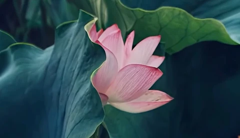 Pink lotus flower in partial bloom surrounded by large green lily pads and dark water.