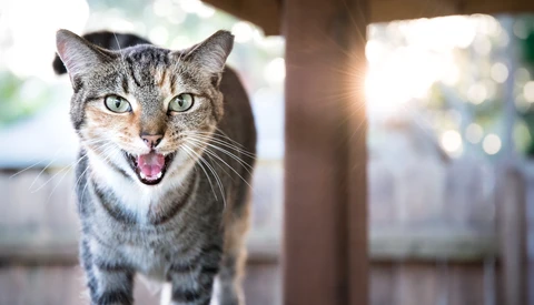 Tabby cat with wide eyes and open mouth smiling at camera on a sunny porch.
