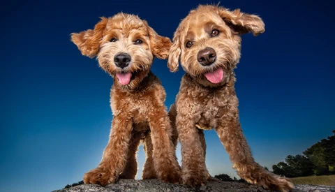 Two golden-brown terrier-type dogs sitting together against a clear blue sky, both with tongues out and happy expressions.