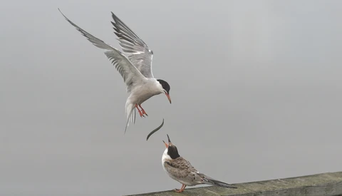 Common Tern in flight hovering above another tern perched on a log, both birds shown in sharp detail against an overcast sky.