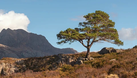 Windswept acacia tree on rocky hillside with mountain backdrop and clear blue sky.