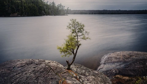 Solitary pine tree growing from rocky outcrop beside calm lake with forested shoreline.