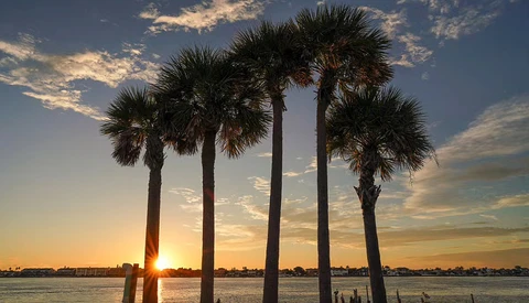 Five palm trees silhouetted against a golden sunset over calm water.