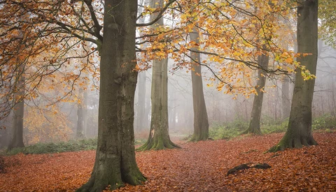 Misty autumn forest with tall trees, golden foliage, and reddish-brown leaf-covered ground.