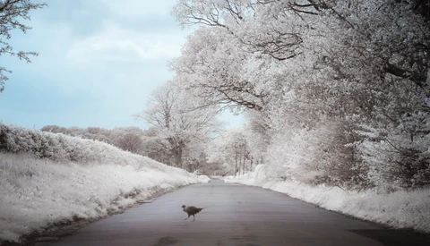 A lone deer crossing a wet asphalt road lined with frost-covered trees and brush.