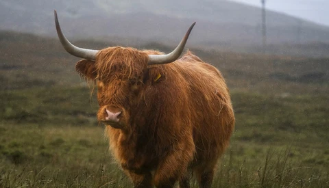 Highland cattle with long horns standing in a grassy moorland landscape.