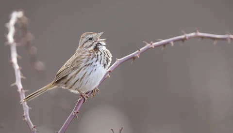 Streaked bird with buff and brown plumage perched on a thorny branch, singing with beak open.