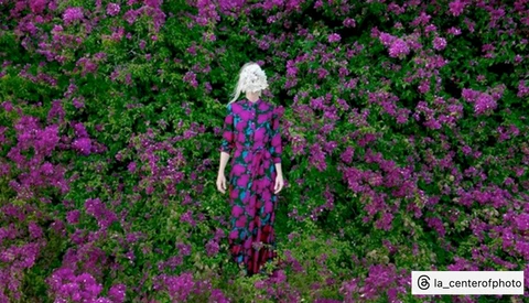 Woman with white hair standing among vibrant magenta flowering shrubs in overhead aerial composition.