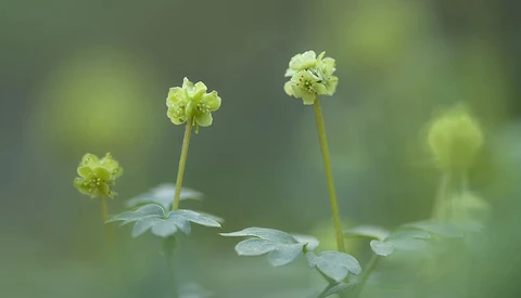 Three delicate pale yellow flowers with layered petals on thin green stems, surrounded by soft-focused green foliage.