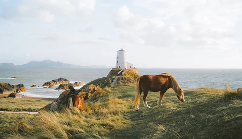 Brown horse grazing on coastal grass with white lighthouse on rocky peninsula in background.