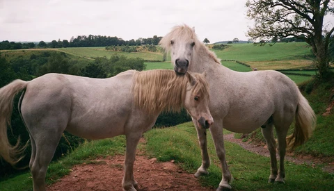 Two pale cream-colored horses standing close together in a pasture with rolling green hills in the background.