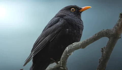 Black bird with orange beak perched on lichen-covered branch against blue sky.