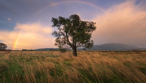 Solitary tree in golden grassland with stormy sky and distant mountains at sunset.