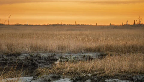 Marsh landscape at sunrise with golden light reflecting across water and dried grasses under an orange sky.