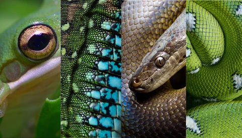 Four close-up photographs of reptile skin textures and features, including an eye, scaled patterns, and head details.