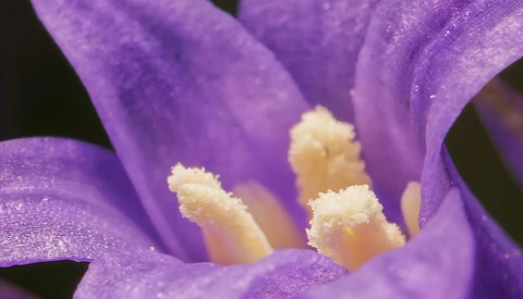 Close-up of purple flower petals with pale yellow stamens dusted with pollen.