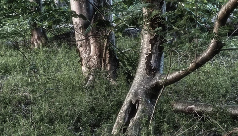 Gnarled tree trunk with spreading branches surrounded by dense green foliage and undergrowth.