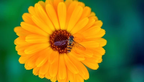 Honey bee collecting pollen on a bright yellow gerbera daisy with dark red center disk.