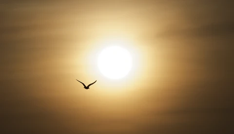 Silhouette of a bird in flight against a bright sun during golden hour.