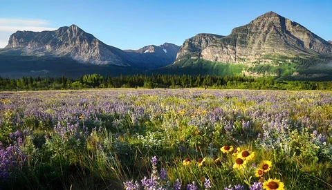 Alpine meadow filled with purple lupines and yellow wildflowers, backed by dramatic rocky mountain peaks and evergreen forest.