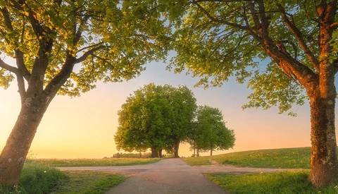 Tree-lined rural road at golden hour with clusters of trees creating a natural frame.