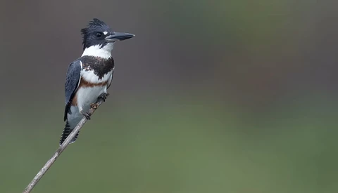 Belted Kingfisher perched on a thin branch with sharp focus and blurred green background.
