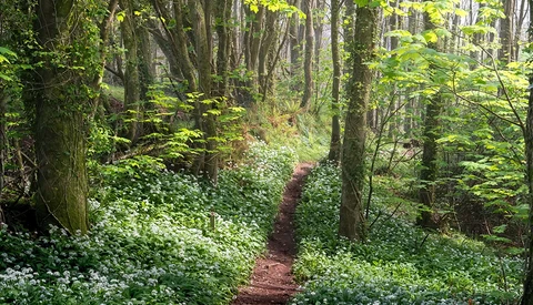 Forest path lined with white flowering plants and tall trees with dappled sunlight filtering through the canopy.