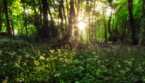 Sunlight streaming through tall trees in a dense forest with yellow wildflowers blooming in the understory.