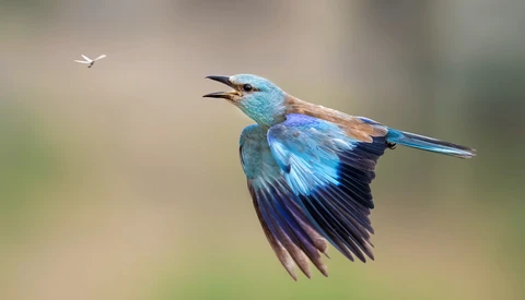 Iridescent blue kingfisher in flight with wings spread, pursuing a small white insect against a soft blurred background.