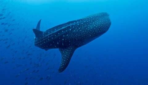 Whale shark swimming underwater with school of small fish alongside it in deep blue ocean water.