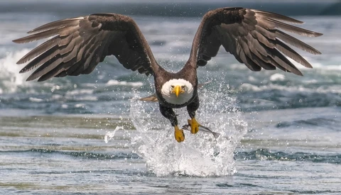 Bald eagle diving toward ocean water with wings spread wide and talons extended.