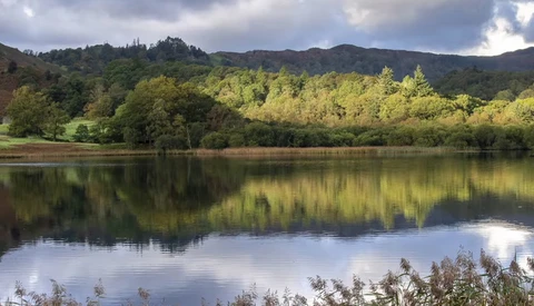 Densely forested hillside reflected in still water under overcast sky.