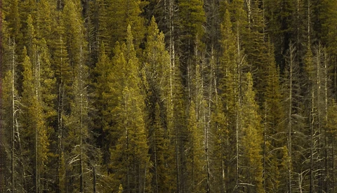 Dense coniferous forest with tall evergreen trees and scattered dead snags.