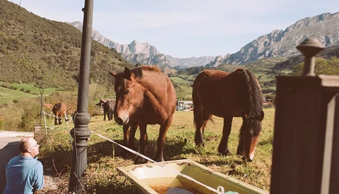 Person feeding brown horses in a mountain valley pasture with rocky peaks in the background.